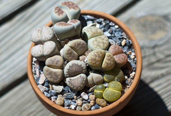 Pot avec lithops