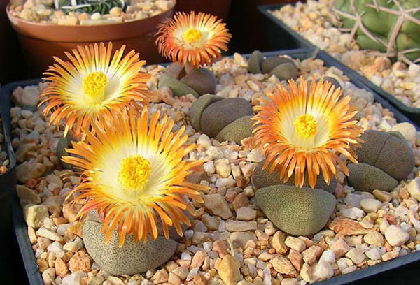 Conteneur de fleurs Lithops