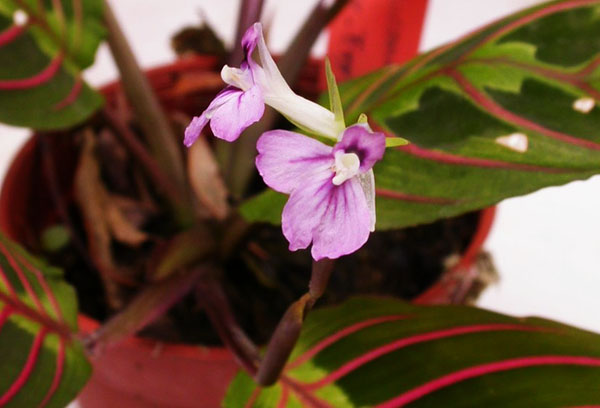 Blommande pilrot tricolor