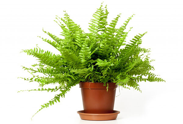 Nephrolepis dans un pot