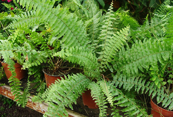 Nephrolepis dans des pots de transport