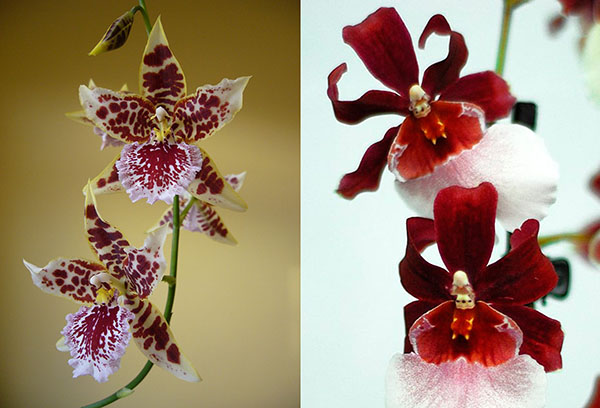 Différentes variétés d'orchidées cambria