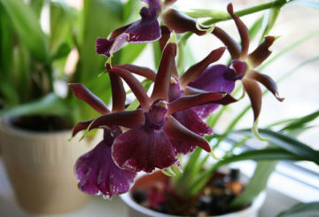 Orchidée Cambria