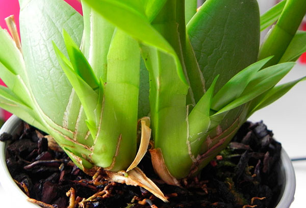 Jeunes feuilles d'orchidée cambria