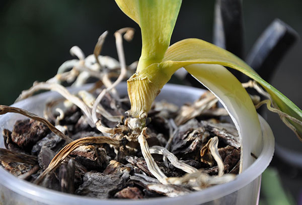 Orchidée cambria fanée