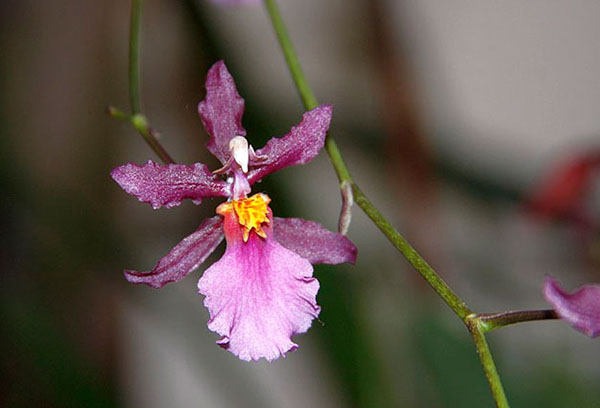 Fleur d'orchidée Cambria