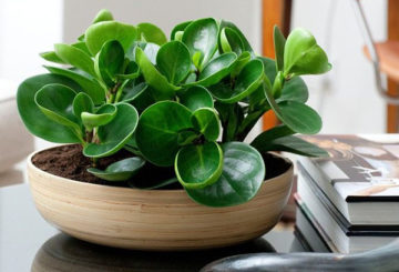 Peperomia trubbig leaved i en bred skål