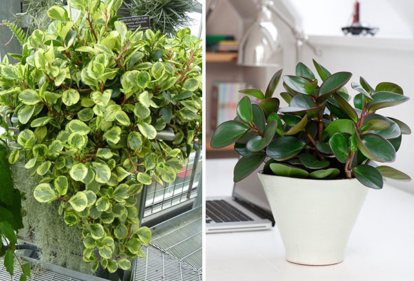 Peperomia tråkigt löv på gatan och i huset