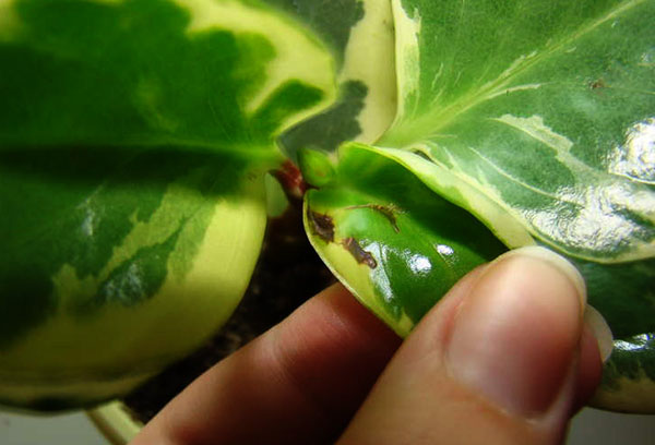 Taches sur la feuille de peperomia