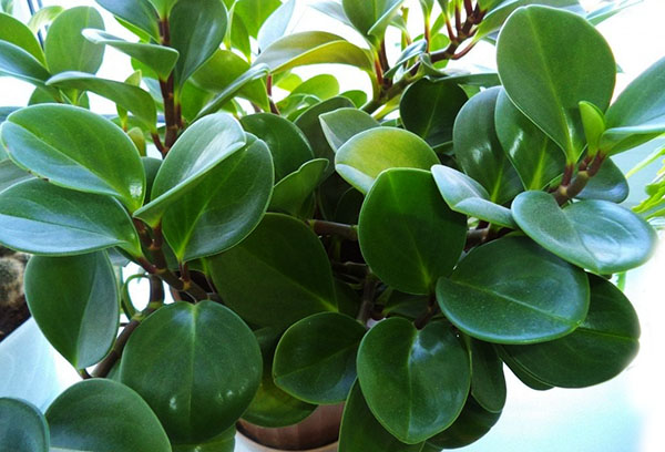 Pot avec peperomia à feuilles émoussées