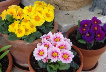 Primroses trong chậu