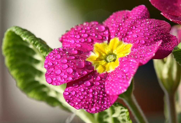 Fleur de primevère après arrosage