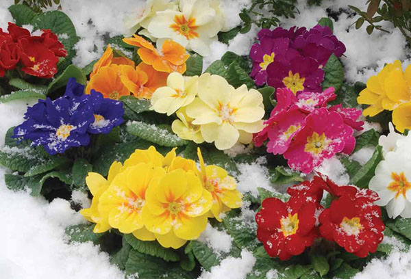 Primevères en fleurs dans la neige