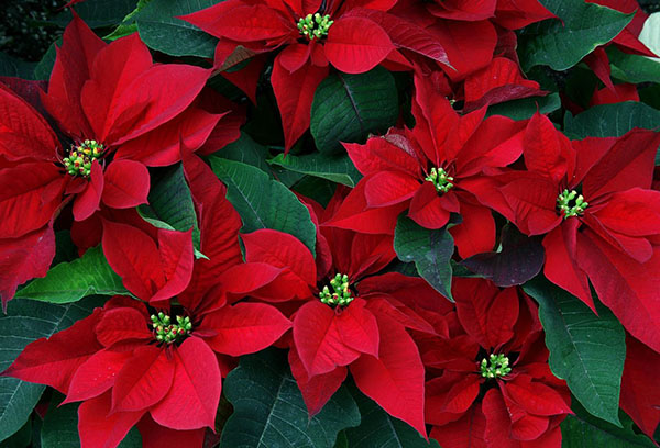 Les poinsettias sont adorables