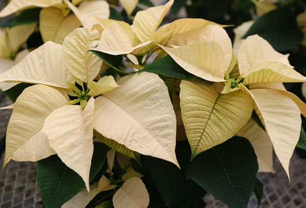 Poinsettia aux bractées légères