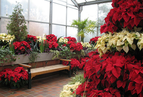 Poinsettias dans une serre