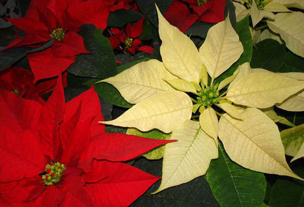 Deux variétés de poinsettia charmants