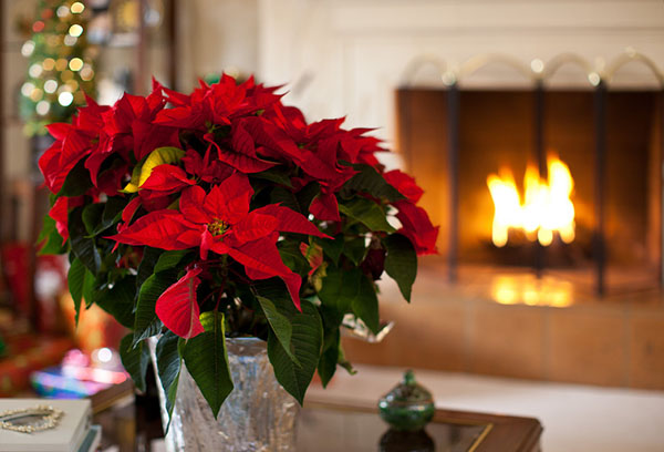 Poinsettia en fleurs dans le salon