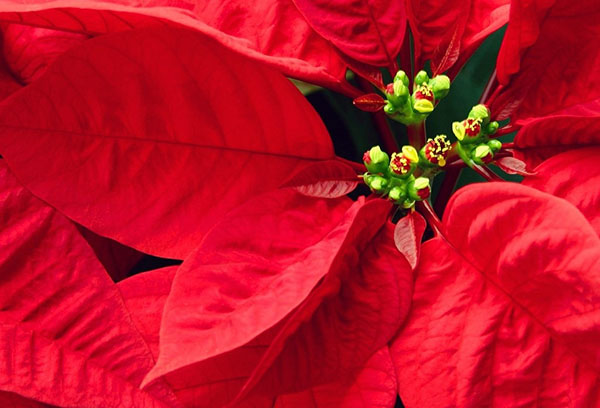 Bractées et bourgeons d'un poinsettia