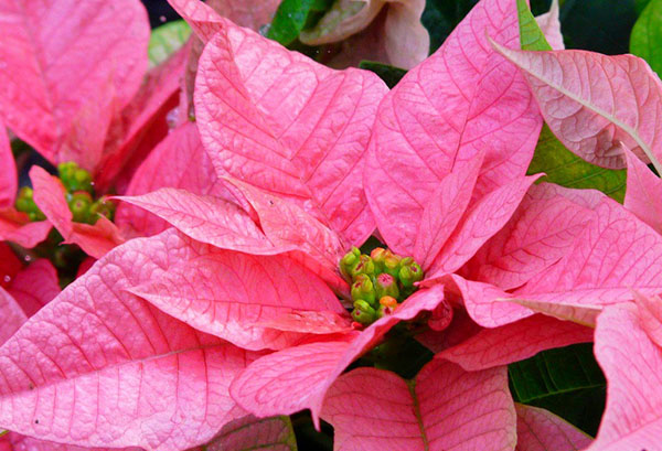 Poinsettia aux bractées roses