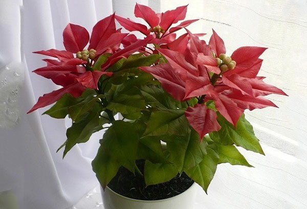 Pot avec un beau poinsettia sur le rebord de la fenêtre