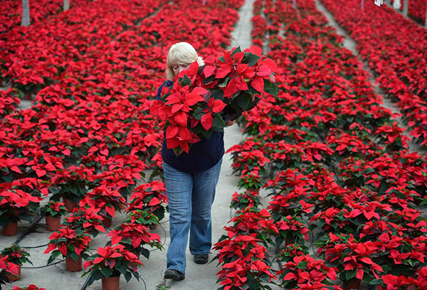 Élevage d'une fleur étoile de Noël dans la pépinière