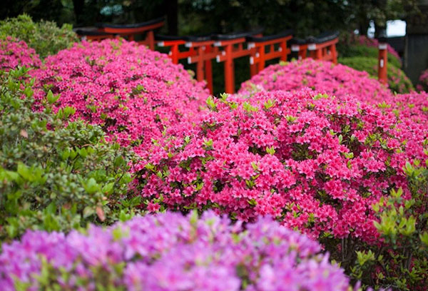 Rhododendrons en fleurs