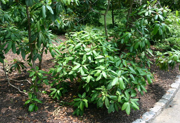 Jeune buisson de rhododendrons