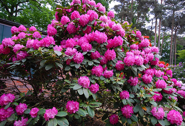 Rhododendron en fleurs