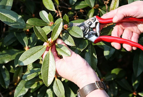 Taille du rhododendron