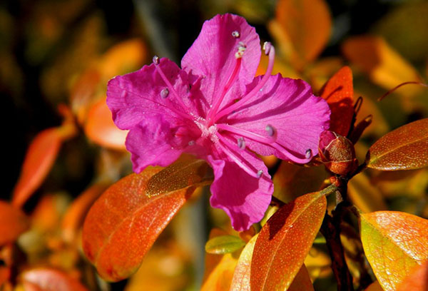 Rhododendron en automne