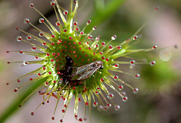 Insectes piégés dans le rossol