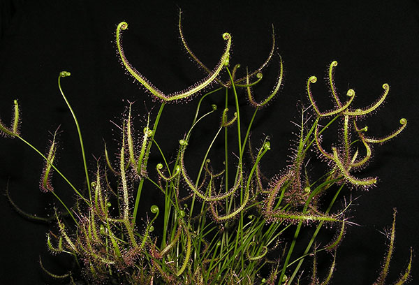 Drosera binata Drosera