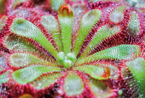 Sundew