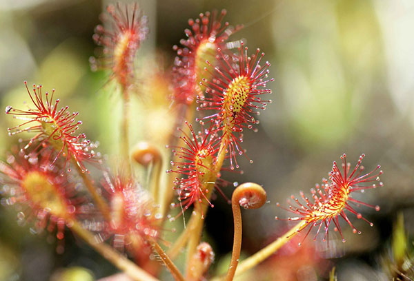 Sundew