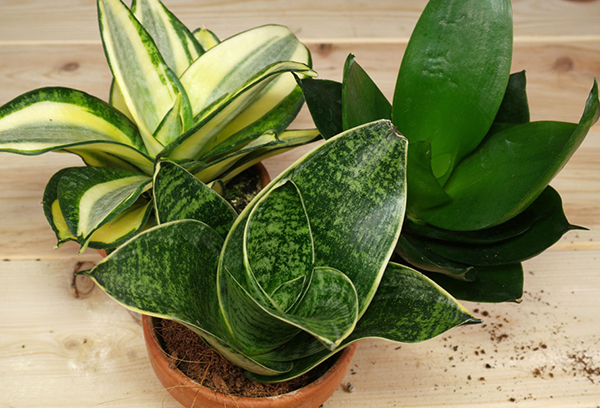 Sorter av sansevieria