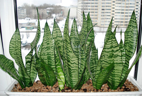 Sansevieria i fönsterbrädan