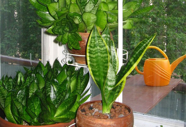 Deux types de sansevieria