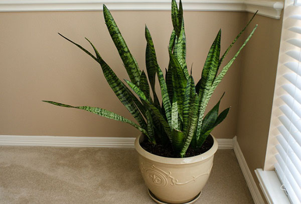 Sansevieria dans un grand pot