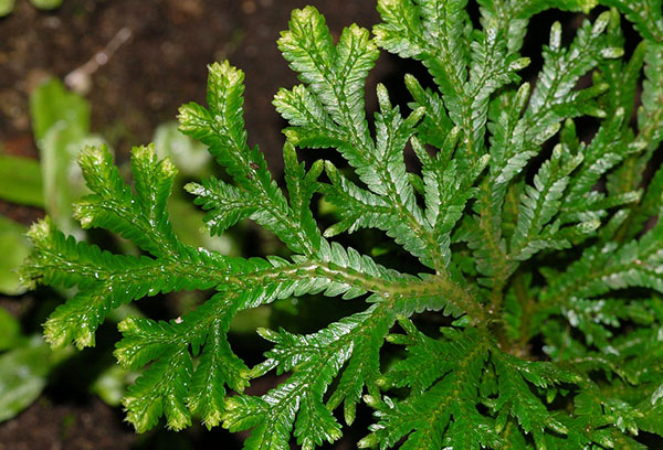 Selaginella fjällande