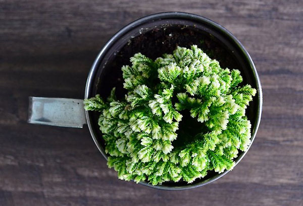 Selaginella dans une tasse en métal