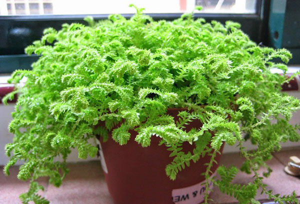 Bevuxen Selaginella