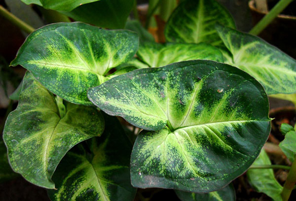 Feuilles de syngonium