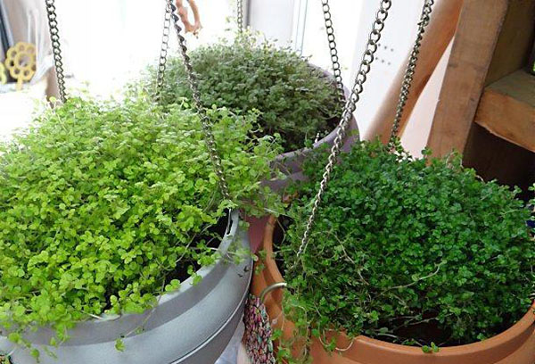 Pots avec une solution saline