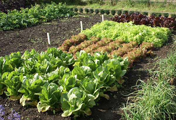 Jardins avec chou et salade