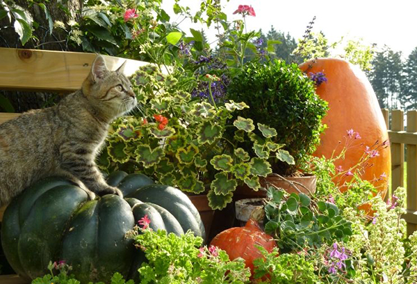 Chat et récolte d'automne