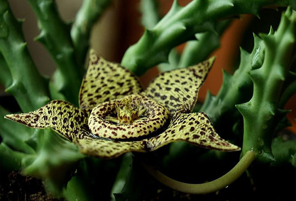 Fleur de Stapelia