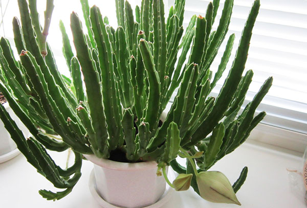 Stapelia sur le rebord de la fenêtre