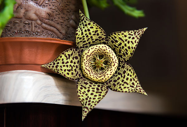 Blommande Stapelia Flower