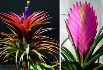 Deux types de tillandsia